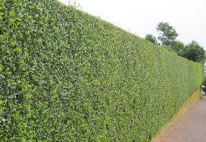 hedge-cutting-maintenance-palmers-green