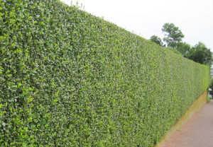 hedge-cutting-maintenance-palmers-green